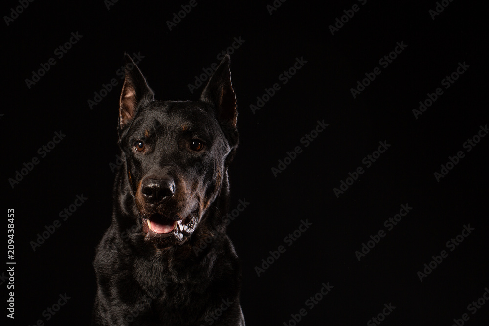 beautiful black male doberman dog on black background