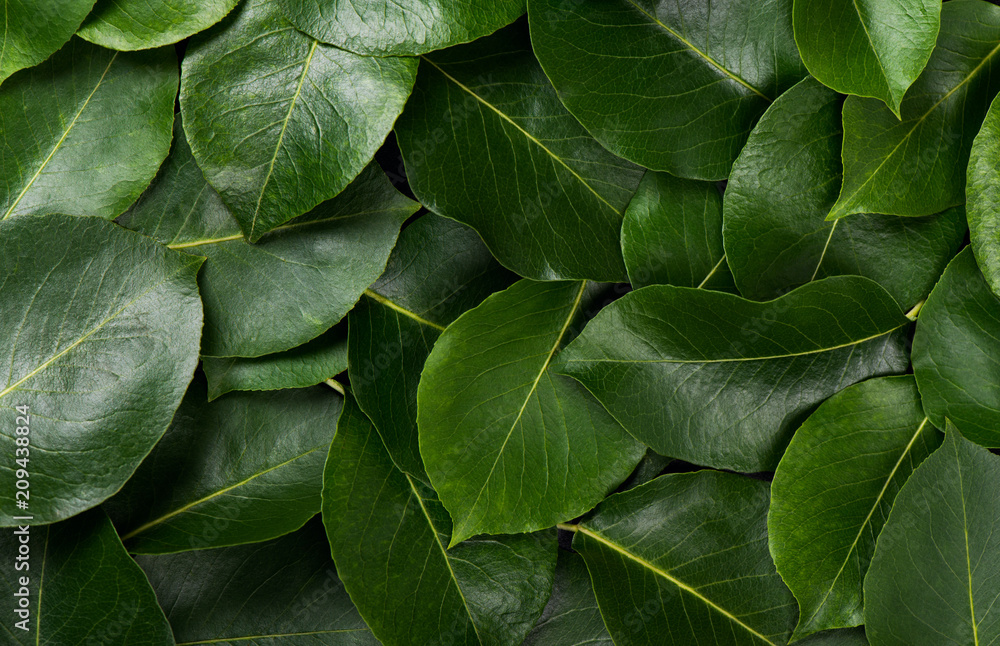 Fototapeta premium Background made of fresh green leaves.