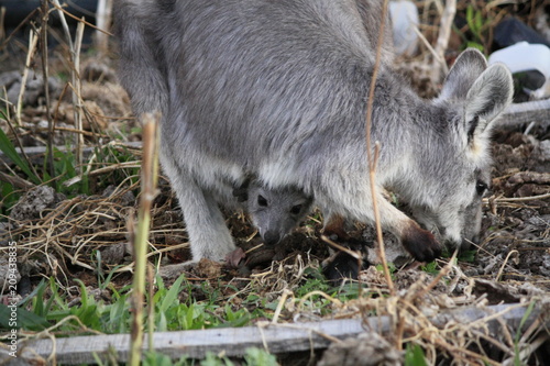 Mother Wallaby with it s baby Joey in it s pouch eating grass during a dry drought season on a farm in Tamworth  Rural Australia