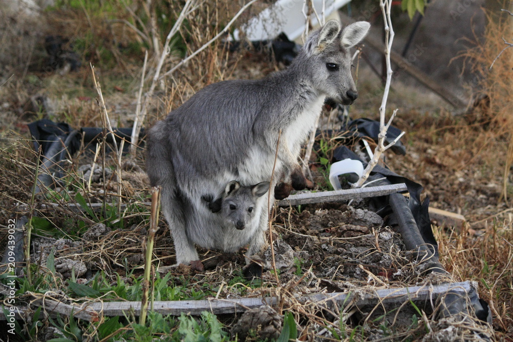 Obraz premium Mother Wallaby with it's baby Joey in it's pouch eating grass during a dry drought season on a farm in Tamworth, Rural Australia