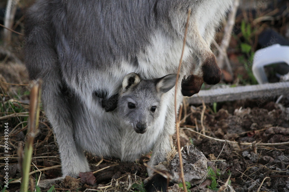 Mother Wallaby with it's baby Joey in it's pouch eating grass during a dry drought season on a farm in Tamworth, Rural Australia Mother Wallaby with it's baby Joey in it's pouch eating grass during a dry drought season on a farm in Tamworth, Rural Australia