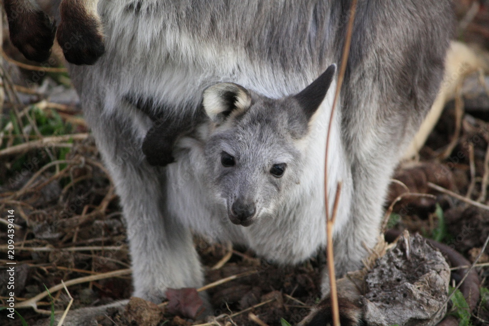 Mother Wallaby with it's baby Joey in it's pouch eating grass during a dry drought season on a farm in Tamworth, Rural Australia Mother Wallaby with it's baby Joey in it's pouch eating grass during a dry drought season on a farm in Tamworth, Rural Australia