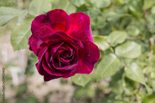 Closeup of dark red rose. Macro shot. Copy space.