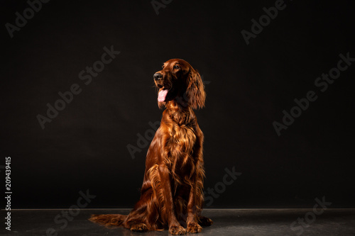 Irish Setter dog isolated on black background photo