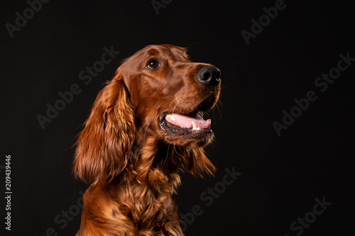 Irish Setter dog isolated on black background