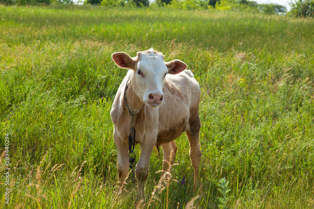 light bull in pasture in rural setting light bull in pasture in rural setting