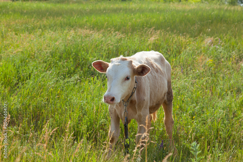 light bull in pasture in rural setting light bull in pasture in rural setting