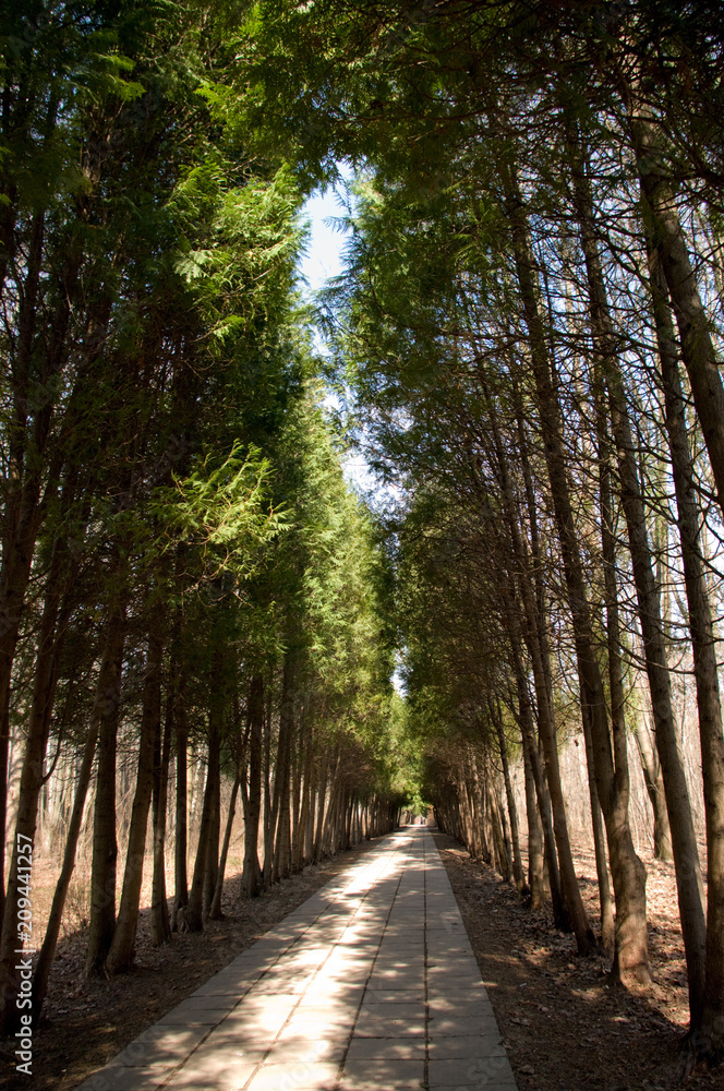 Fototapeta premium Thuja alley