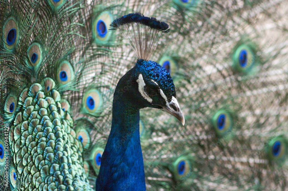 Obraz premium Indian peacock head