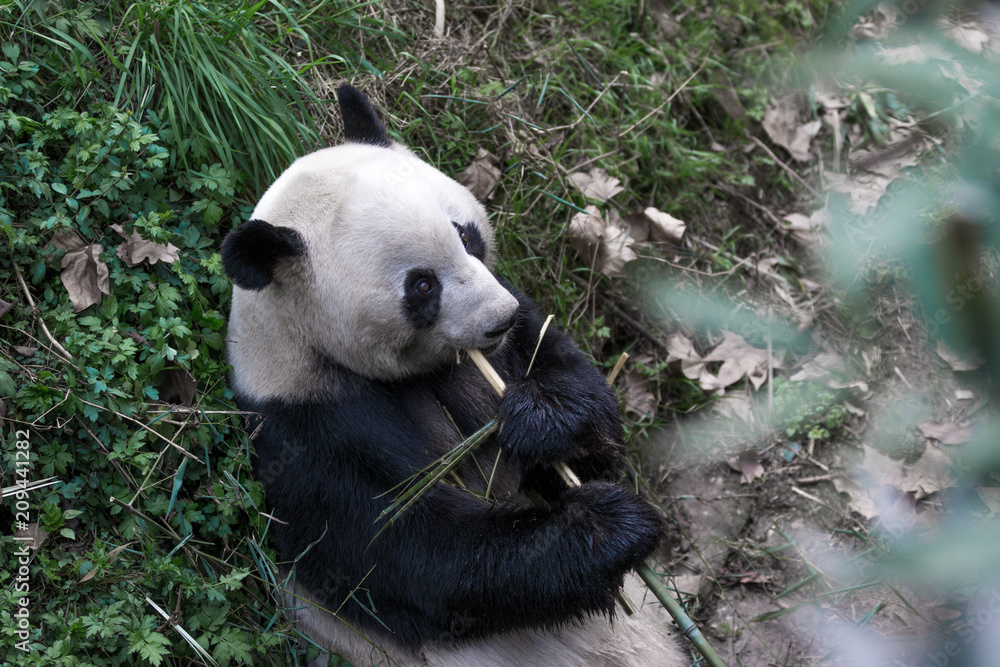 Fototapeta premium panda in chengdu
