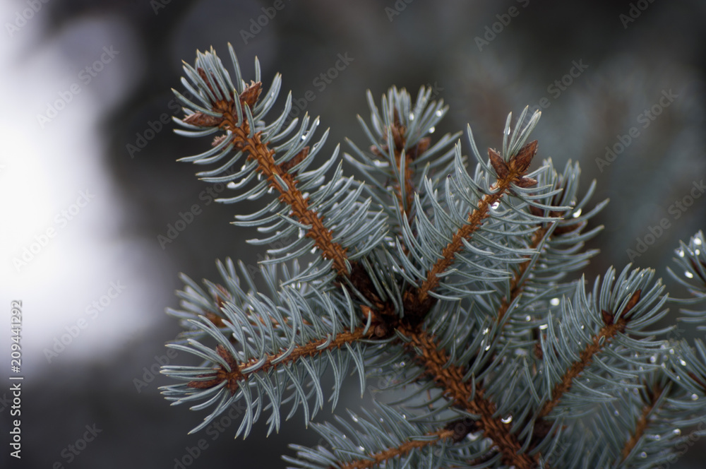 Blue spruce branch