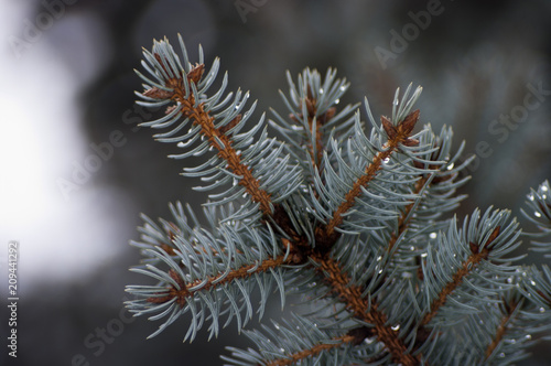Blue spruce branch © Platon Haritonov