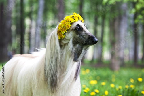 Dog breed dog Afghan Hound  staning on the lawn in a wreath from dandelions