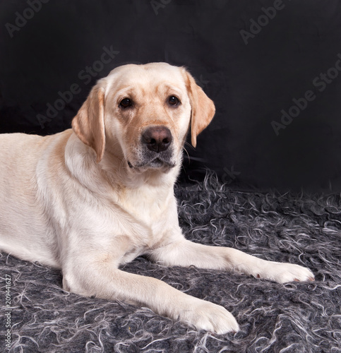 Dog breed lLbrador Retriever lying on a shaggy rug on a black background