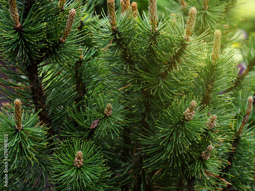 Fir green branches with cones close-up in sunlight, forest summer background