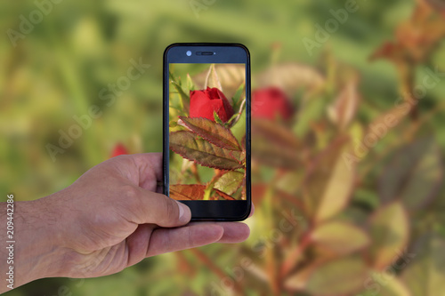 a man uses a smartphone to take a photo of flowers