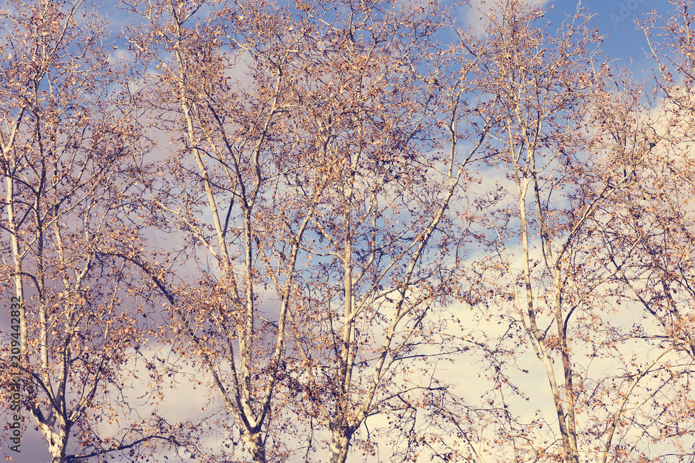 background branches of treetops on clouded sky background branches of treetops on clouded sky