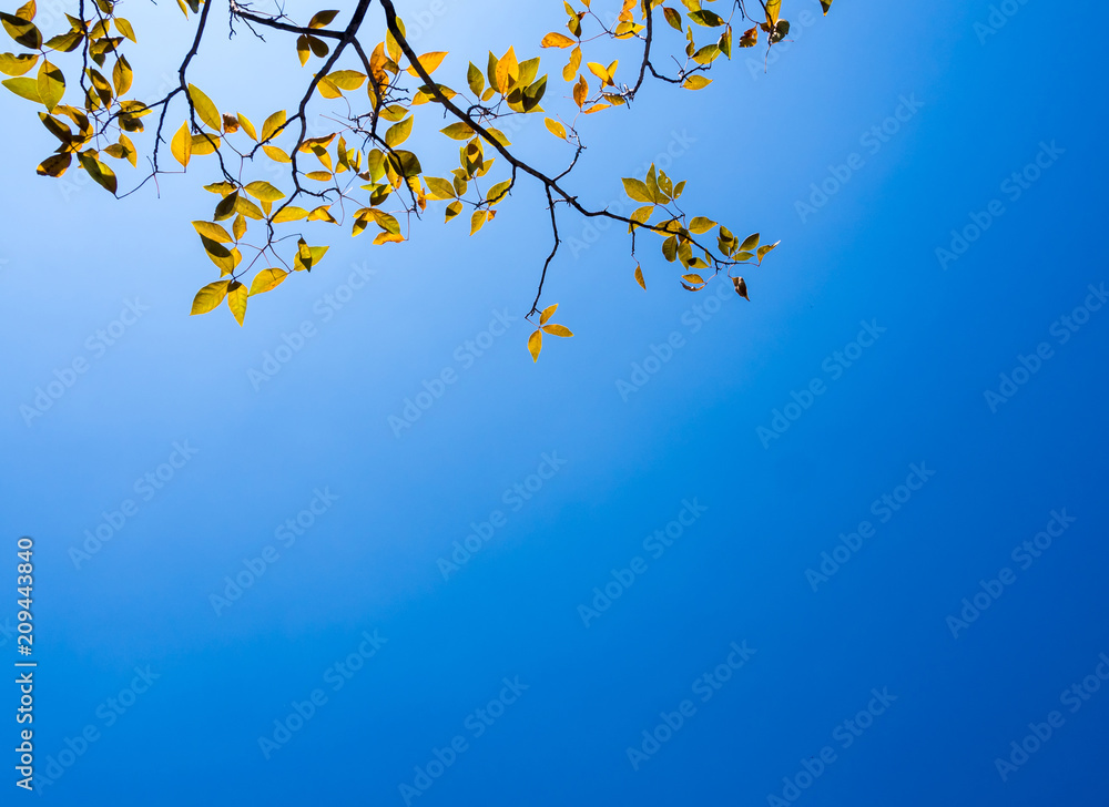 Bright leaves on blue sky and sunlight background Bright leaves on blue sky and sunlight background