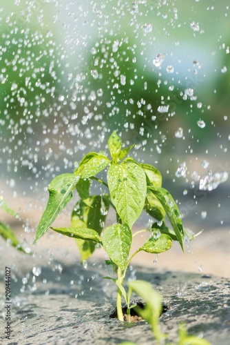 watering garden seedlings.