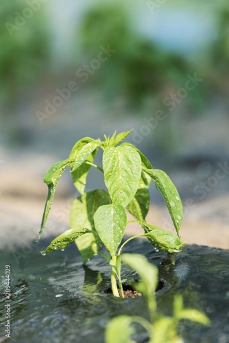 Greenhouse paprika plant. Pepper seedlings in green house. Organic vegetable plant.  © Djordje