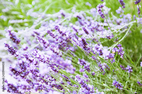 Lavender flowers summer season