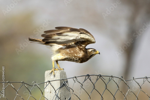 Honey Buzzard