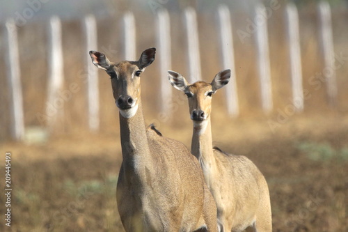 Blue-Bull Female 