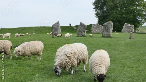 Sheep grazing between the Stone circle at Avebury, a neolithic henge monument and an Unesco World Heritage site, Wiltshire England photo