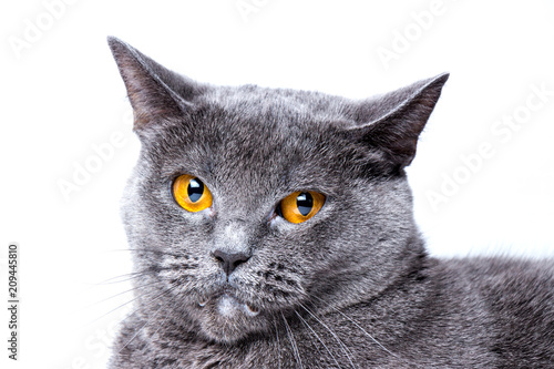 British blue cat on a white background. Close-up.