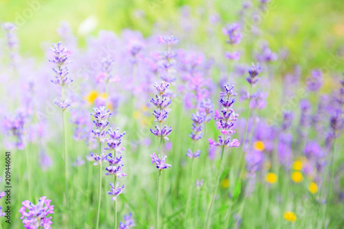 Lavender flowers summer season © mitarart