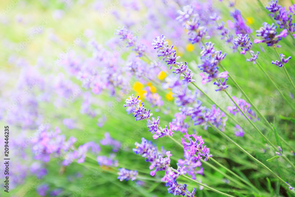 Obraz premium Lavender flowers summer season
