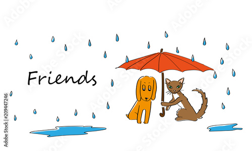 katze und hund freunde im regen