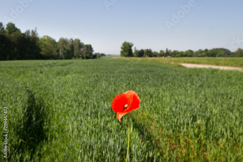 Red poppy on green cereal field.