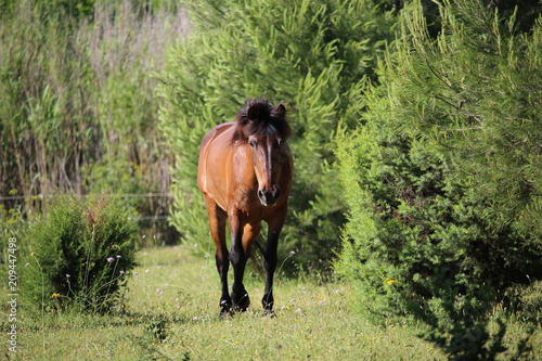 cheval dans la nature