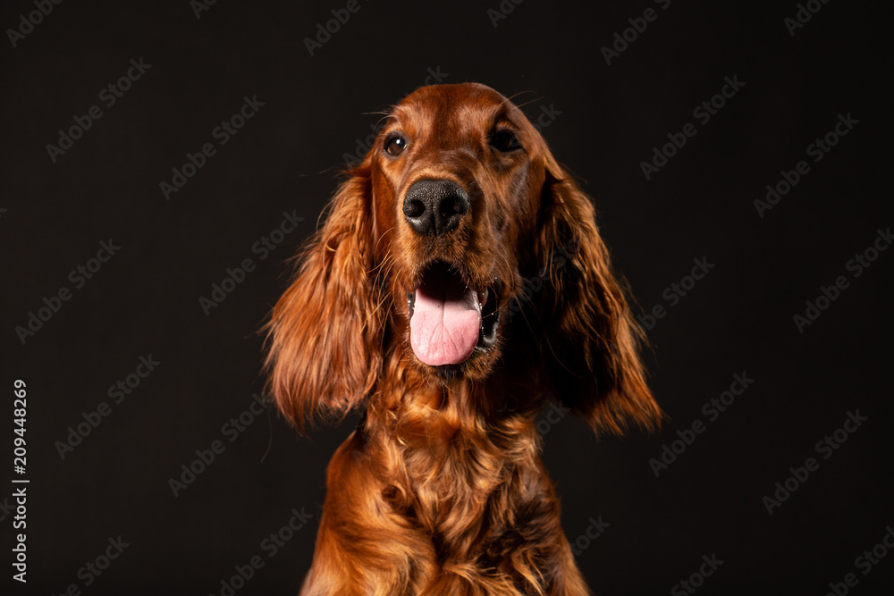 Portrait of Irish Setter puppy on black background