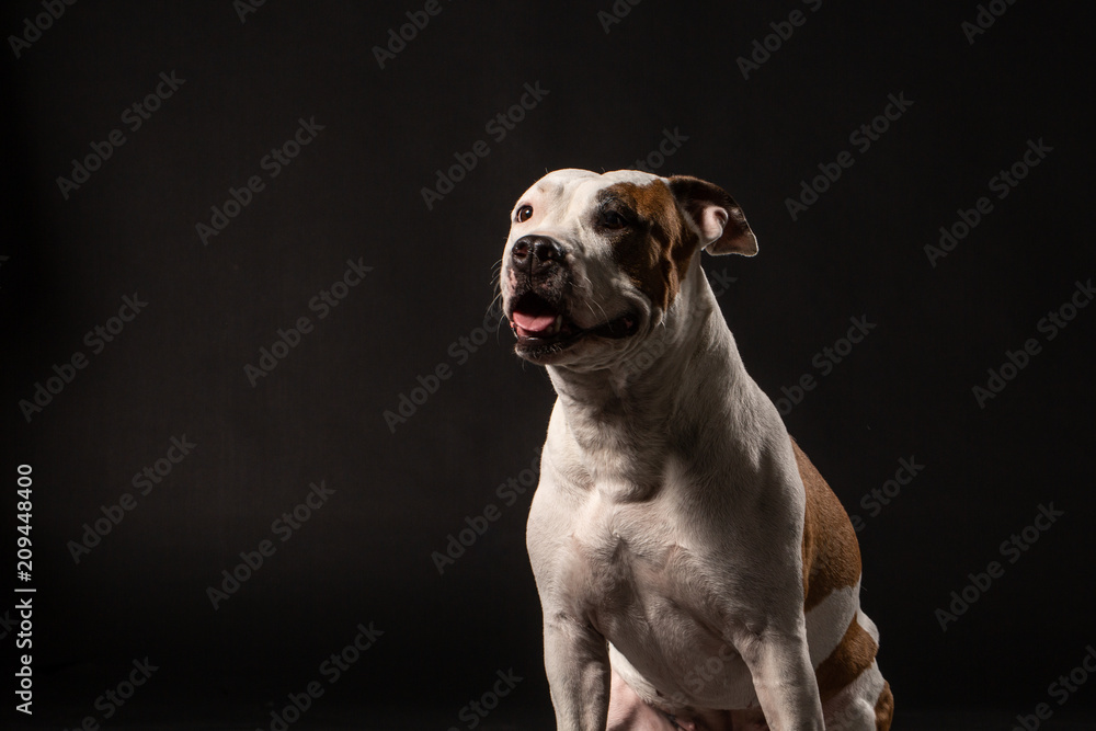 Closeup portrait of beautiful adult purebred staffordshire bull terrier on black background