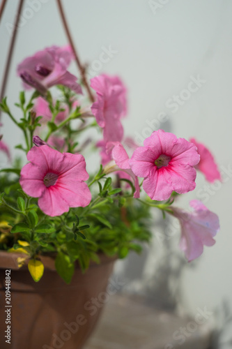 Wallpaper Mural beautiful pink petunia Torontodigital.ca
