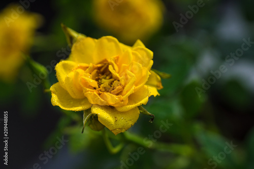 Beautiful rose flower in a garden