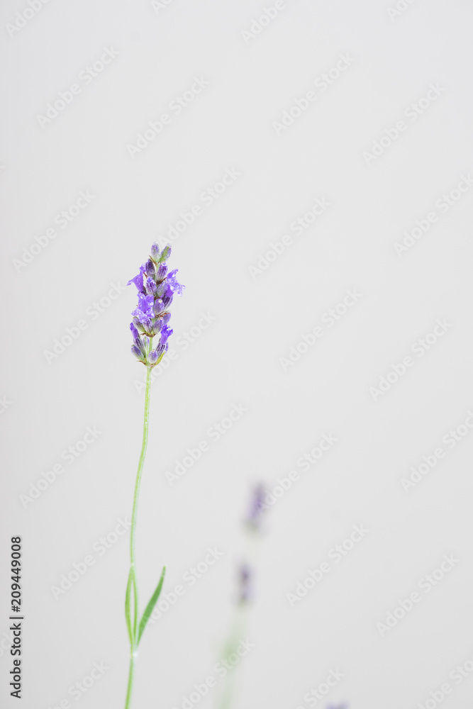 Fototapeta premium Lavender flowers on whie background