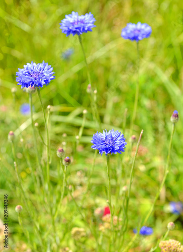 Centaurea cyanus, commonly known as cornflower or bachelor's button, annual flowering plant in the family Asteraceae, native to Europe