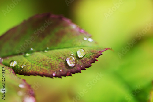 Canvas Print Dew drops