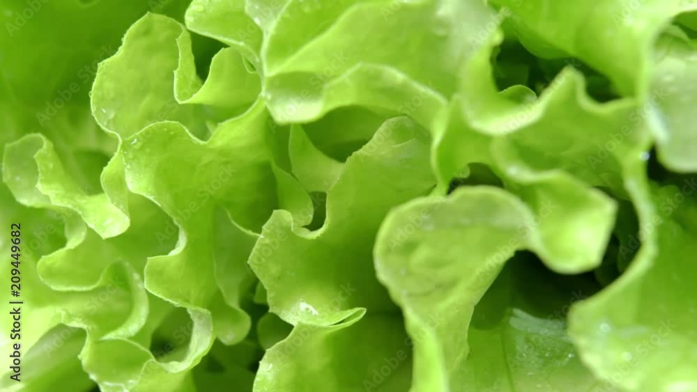 Lettuce leaves close-up in motion. Lettuce leaves close-up in motion.