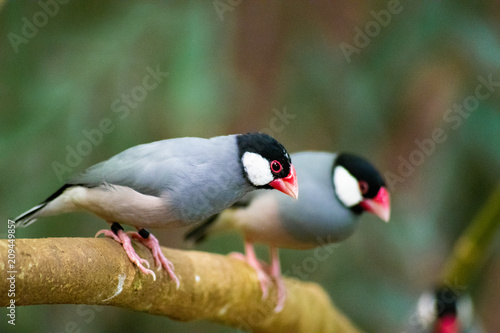 Fotografia red peck birds