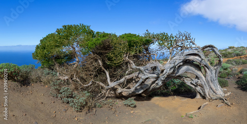 Sabina - vom Wind gebogener Wacholderbaum auf der Insel El Hierro photo