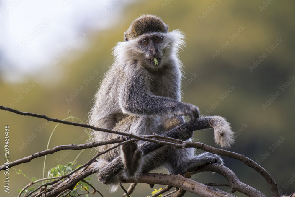 Obraz premium Vervet monkey near Lake Tana near the City of Bahir Dar in Ethiopia