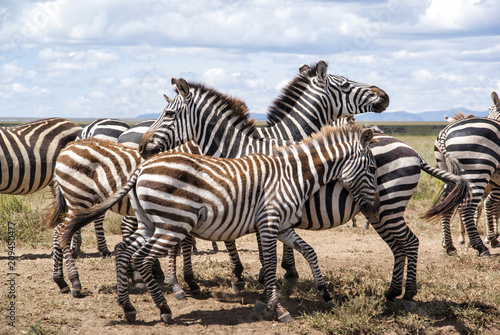 Fototapeta Naklejka Na Ścianę i Meble -  herd of zebra during the migration season in the Serengeti national Park in Tanzania