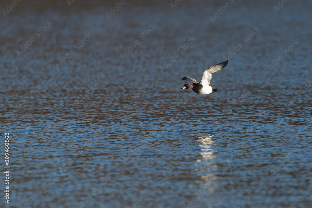 male tufted duck (aythya fuligula) flying over water surface male tufted duck (aythya fuligula) flying over water surface