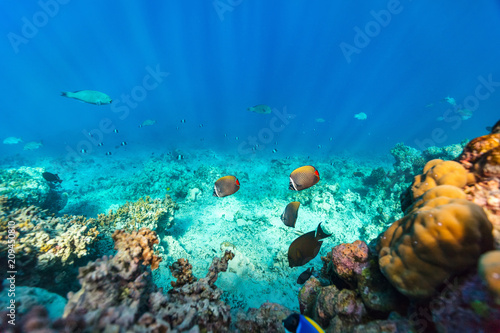 Coral reef underwater © BlueOrange Studio