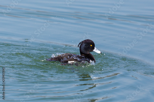 tufted duck (aythya fuligula) grooming in blue water photo