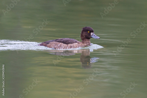 female tufted duck (aythya fuligula) swimming in green water